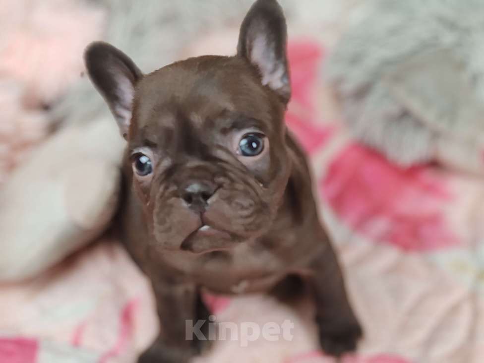 Собаки в Санкт-Петербурге: Шикарная шоколадная девочка  Девочка, 80 000 руб. - фото 2