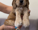 Собаки в Екатеринбурге: Английский кокер-спаниель Мальчик, 30 000 руб. - фото 9