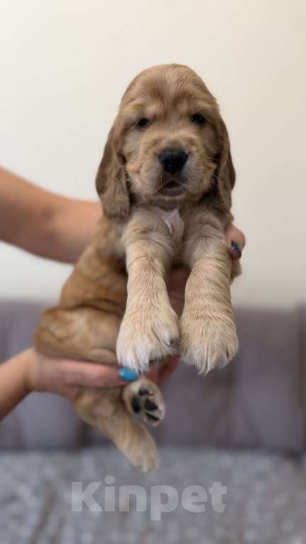 Собаки в Екатеринбурге: Английский кокер-спаниель Мальчик, 30 000 руб. - фото 9