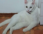Кошки в Одинцово: Пропал белый кот с коричневым ошейником в районе д. Мамоново г. Одинцово Московской области.  Мальчик, 5 000 руб. - фото 1