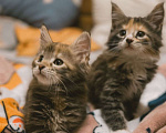 Кошки в Ростове-на-Дону: Котята мейн-кун Девочка, 20 000 руб. - фото 3