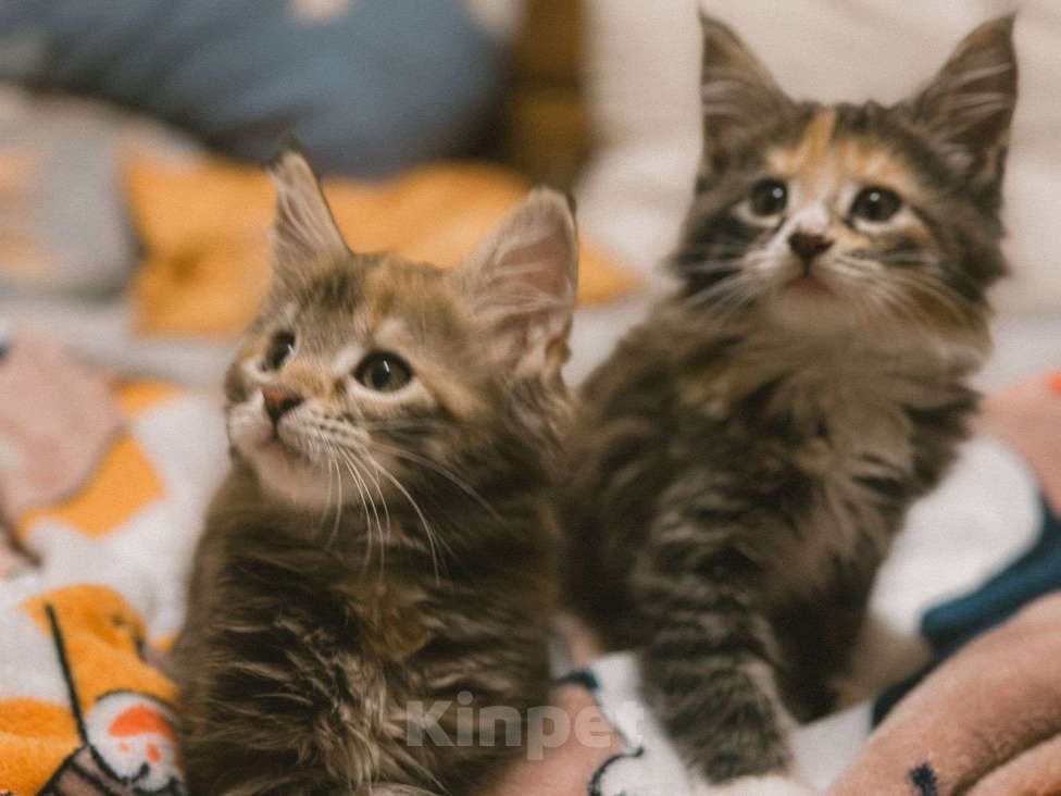 Кошки в Ростове-на-Дону: Котята мейн-кун Девочка, 20 000 руб. - фото 3