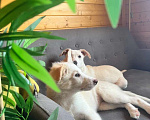 Собаки в Белоозёрском: Крошка Сью в добрые руки! Девочка, 100 руб. - фото 7