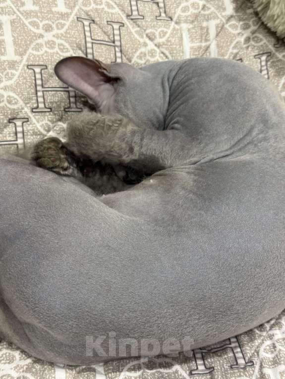 Кошки в Сургуте: Донской сфинкс Мальчик, 5 000 руб. - фото 5