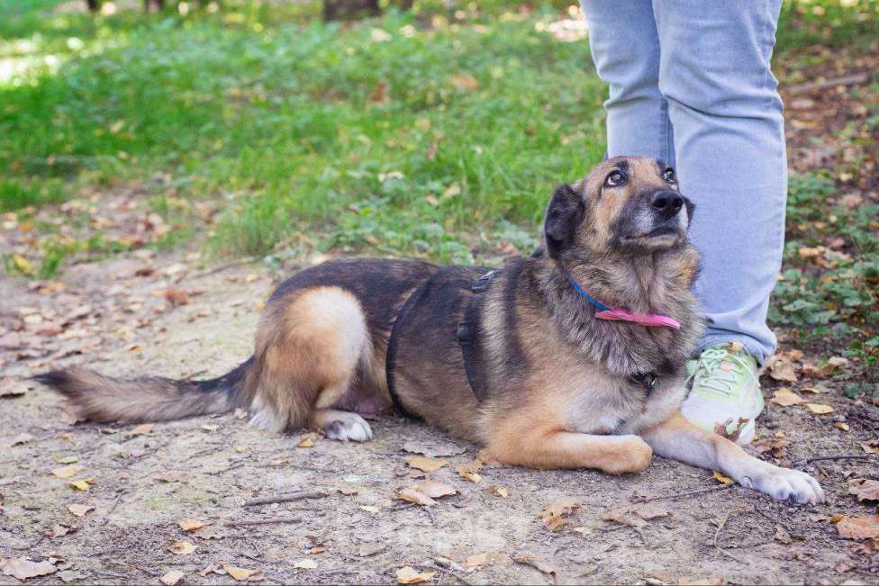 Собаки в Москве: Собака-улыбака Девочка, Бесплатно - фото 5