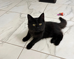 Кошки в Санкт-Петербурге: Черный котенок в добрые руки Мальчик, Бесплатно - фото 1