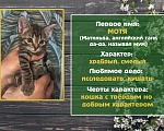 Кошки в Санкт-Петербурге: Смелая кошечка Мотя Девочка, 1 руб. - фото 1