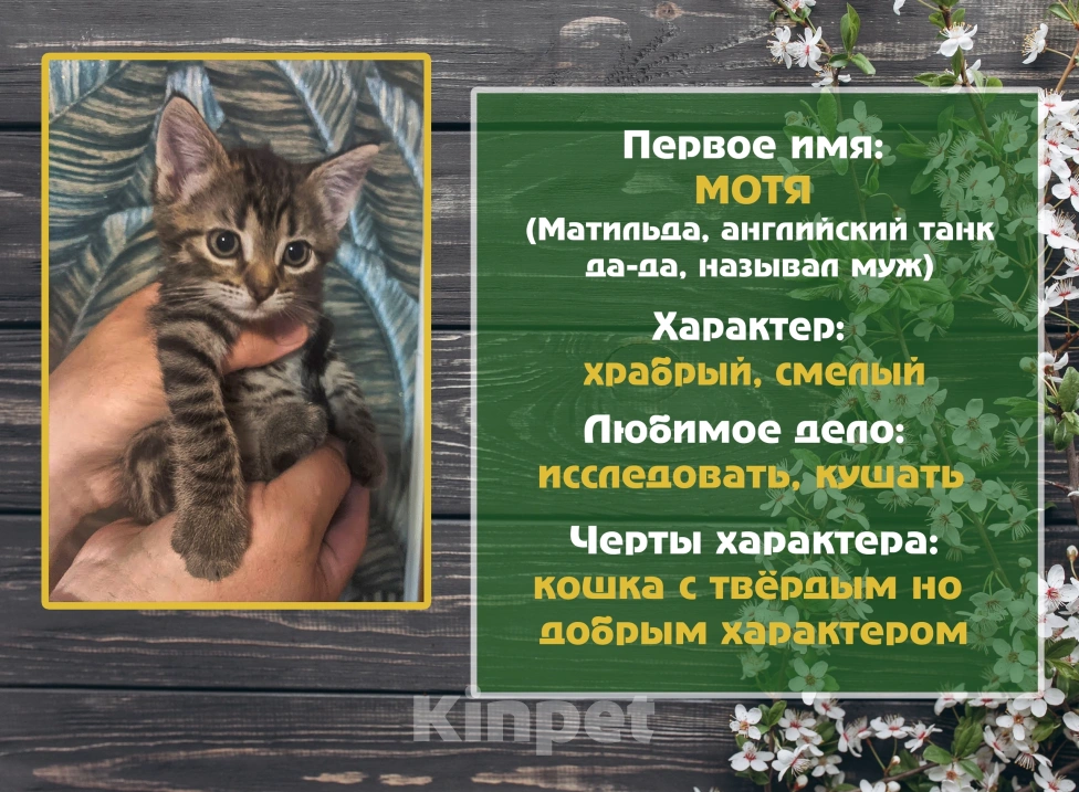 Кошки в Санкт-Петербурге: Смелая кошечка Мотя Девочка, 1 руб. - фото 1