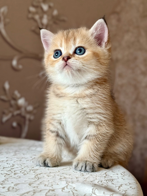 Кошки в Краснодаре: Котик голубое золото ау25 Мальчик, 10 000 руб. - фото 7