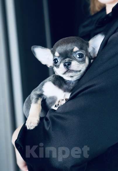 Собаки в Люберцах: Чихуахуа Хатика Девочка, 105 000 руб. - фото 2