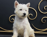 Собаки в Москве: вест хайленд вайт терьер щенок от Интерчемпиона Мальчик, 60 000 руб. - фото 4