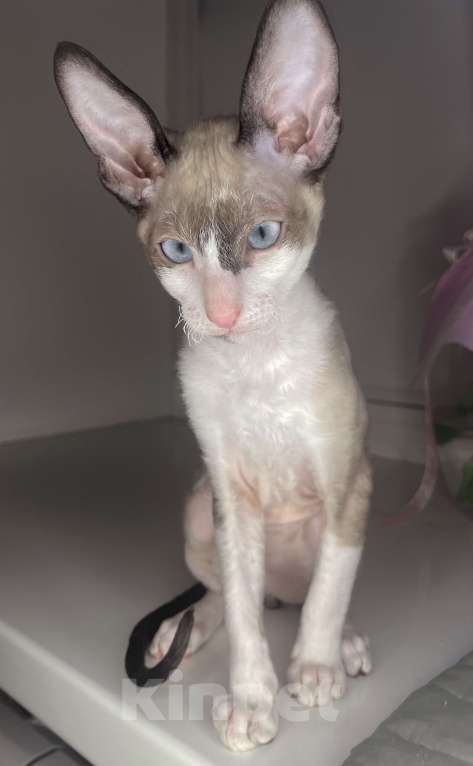 Кошки в Ростове-на-Дону: Котенок Корниш-рекс Мальчик, 45 000 руб. - фото 3