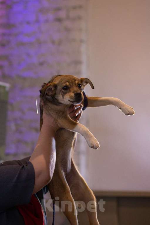 Собаки в Санкт-Петербурге: Собачка размером с кошечку ищет дом Девочка, Бесплатно - фото 2