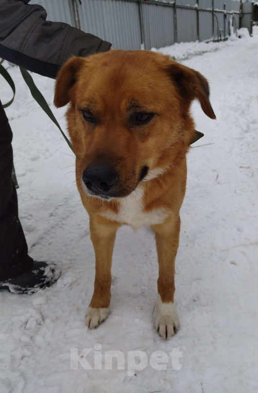 Собаки в других городах Московской области: Рэй ищет дом Мальчик, Бесплатно - фото 5