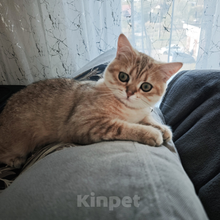 Кошки в Красноярске: Британская золота шиншилла КОТЁНОК Мальчик, Бесплатно - фото 3