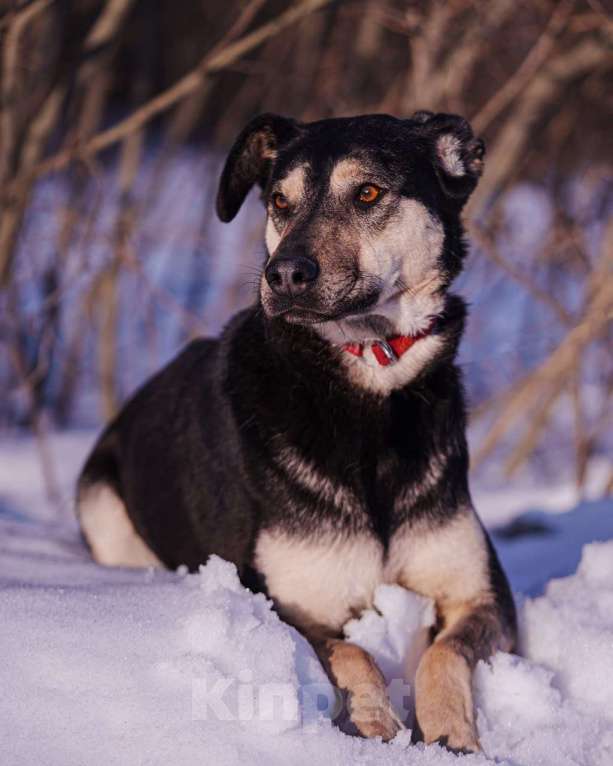 Собаки в других городах Московской области: Миниатюрная и очень милая собачка хочет домой Девочка, Бесплатно - фото 2
