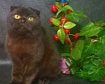 Кошки в Сарове:  В любящую семью Мальчик, 10 000 руб. - фото 1