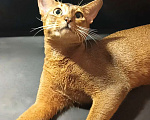 Кошки в Москве: Абиссинский красавчик для вчзки Мальчик, 9 000 руб. - фото 2