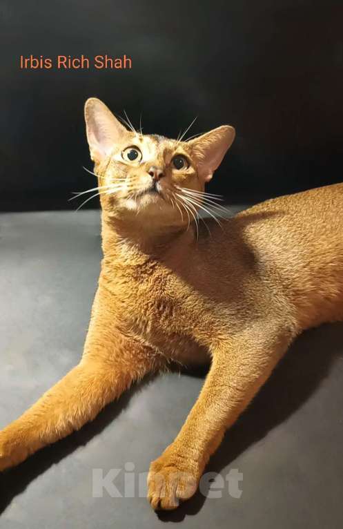 Кошки в Москве: Абиссинский красавчик для вчзки Мальчик, 9 000 руб. - фото 2