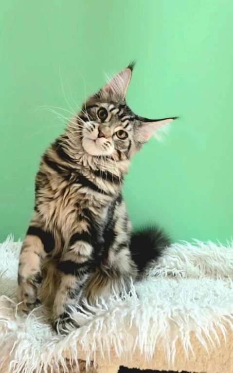 Кошки в Ижевске: Котята мейн-кун Мальчик, 50 000 руб. - фото 3