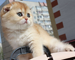 Кошки в Москве: кошечки Девочка, 50 000 руб. - фото 5