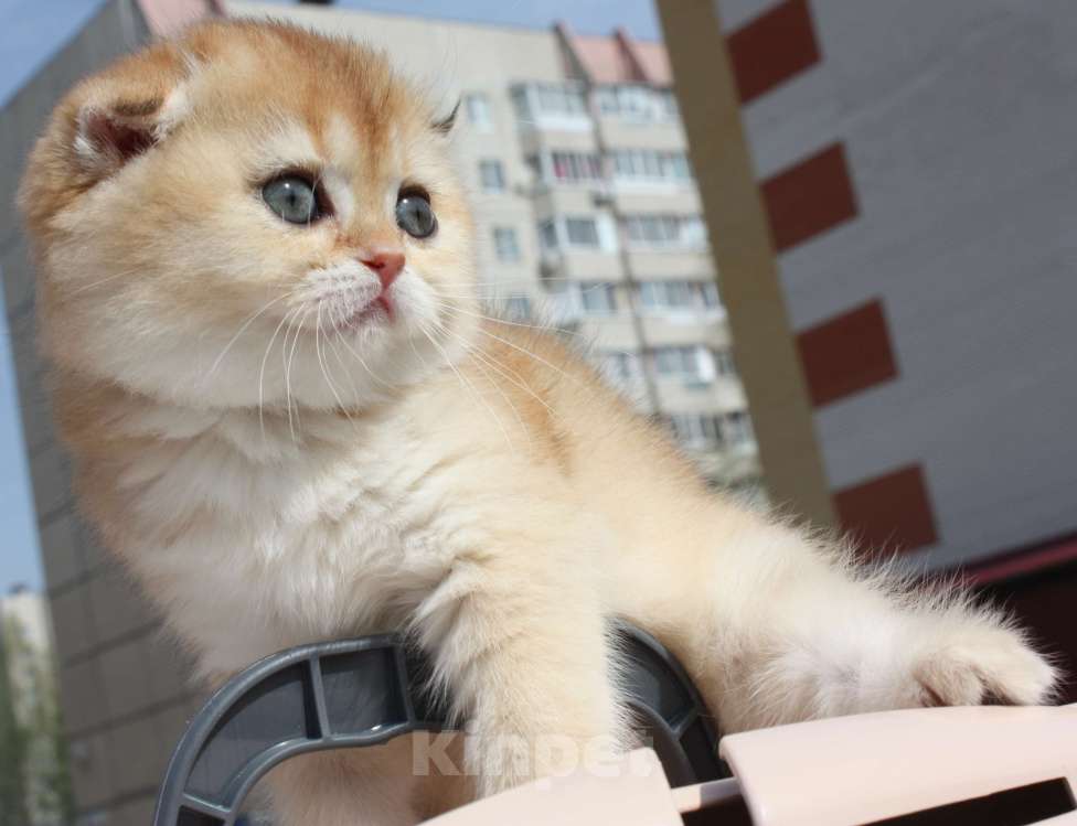 Кошки в Москве: кошечки Девочка, 50 000 руб. - фото 5