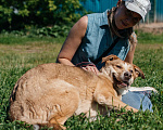 Собаки в Химках: Солнечный пес Мальчик, Бесплатно - фото 5