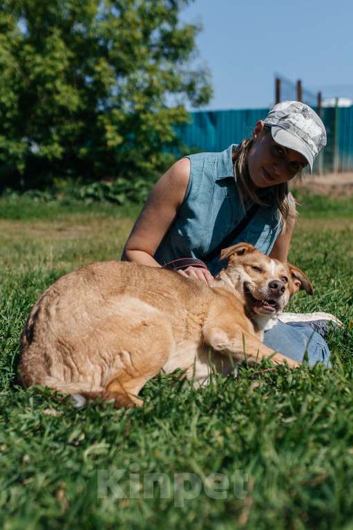 Собаки в Химках: Солнечный пес Мальчик, Бесплатно - фото 5