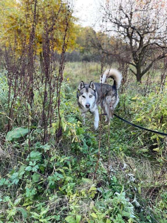 Собаки в Москве: Ярик Мальчик, Бесплатно - фото 4