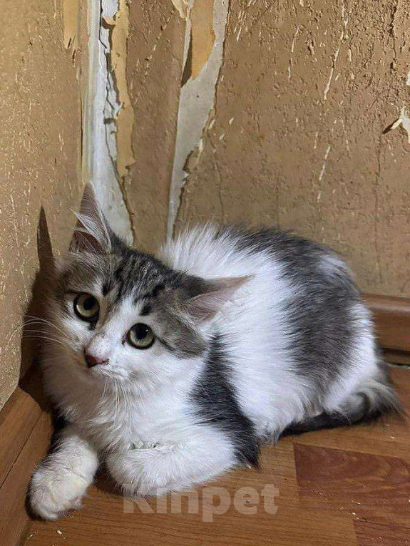 Кошки в Москве: Котёнок Ясна целыми днями одна на передержке Девочка, Бесплатно - фото 1