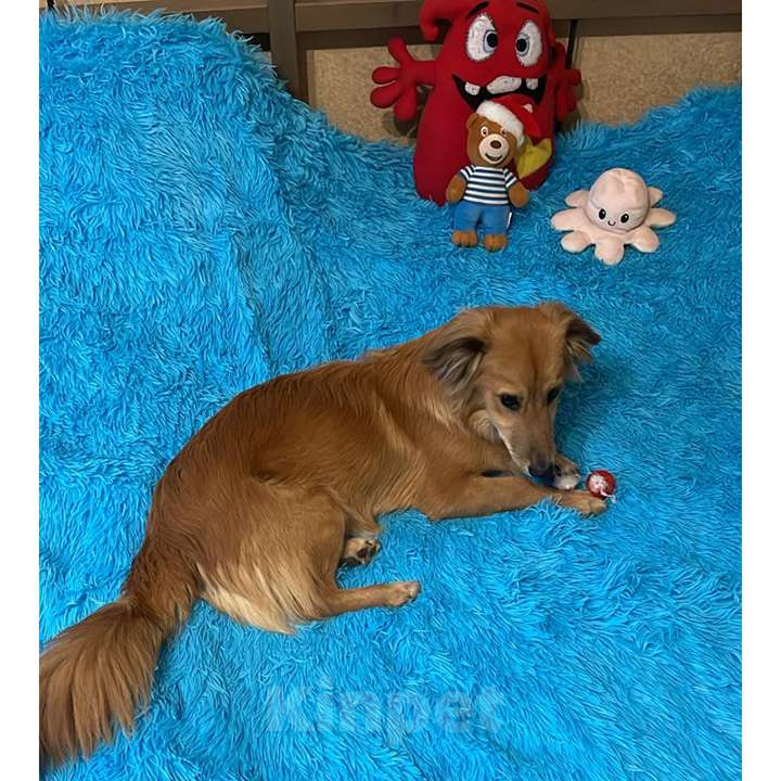 Собаки в Москве: Нежный пёс Рыжик ищет семью Мальчик, 12 руб. - фото 7