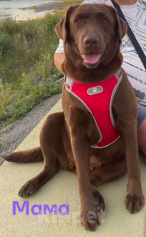 Собаки в Кондрово: Породистая Шоколадка Девочка, Бесплатно - фото 2