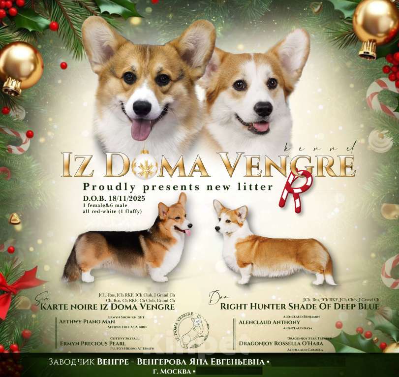 Собаки в Москве: Щенок вельш корги пемброк  по кличке Свежий ветер.... Мальчик, 100 000 руб. - фото 10