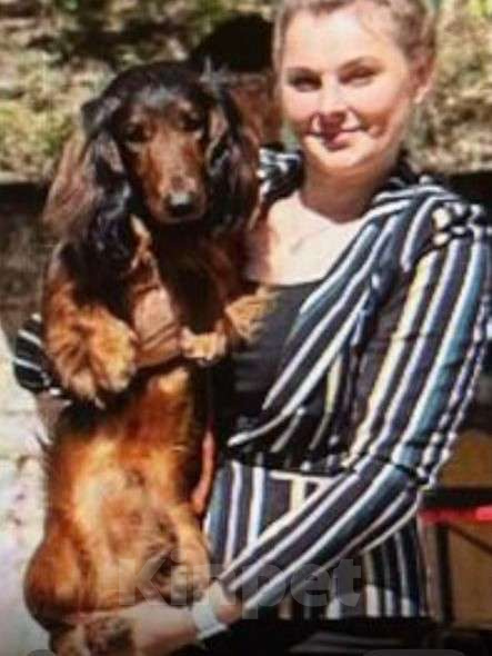 Собаки в Астрахани: Щенки длинношерстной таксы Девочка, 40 000 руб. - фото 3