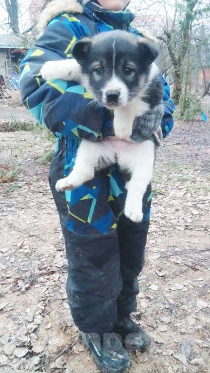 Собаки в Химках: Отдам в добрые руки щенков породы Мальчик, Бесплатно - фото 5