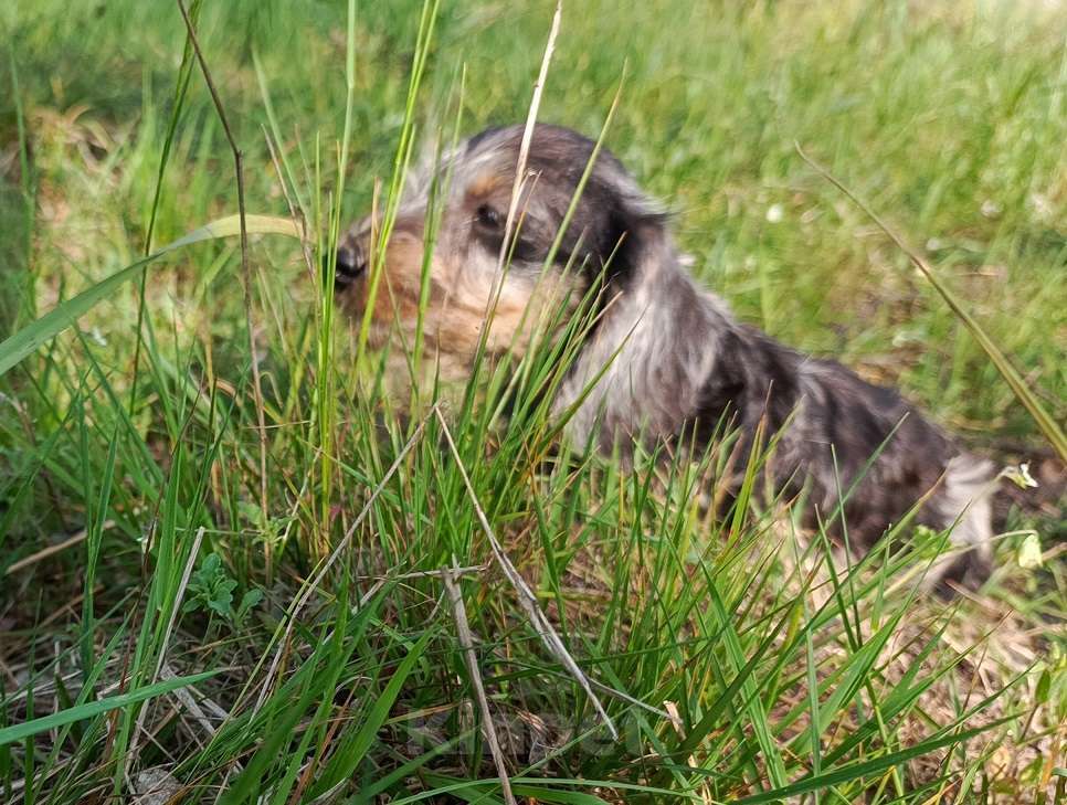Собаки в других городах Московской области: щенки таксы жш Девочка, 65 000 руб. - фото 2