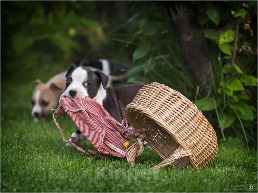Собаки в Самаре: Щенки АСТ в питомнике, 30 000 руб. - фото 6