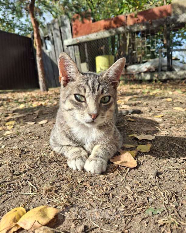 Кошки в Москве: Малыш ищет дом! Мальчик, Бесплатно - фото 6