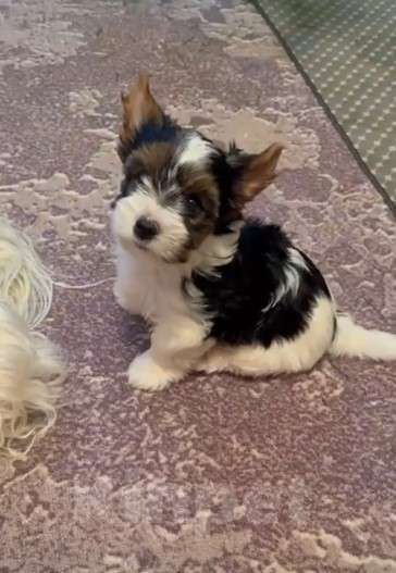 Собаки в Вологде: Щенок бивер терьера Нэо Мальчик, 50 000 руб. - фото 6