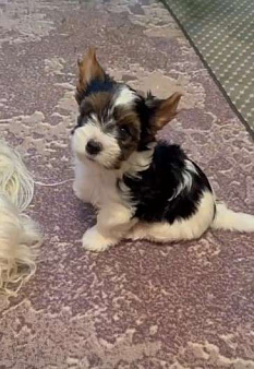 Щенок бивер терьера Нэо. Предлагается в качестве друга, компаньона, члена семьи. 