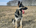 Собаки в Омске: ВЕО вязка, 1 руб. - фото 1