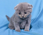 Кошки в Кингисеппе: Шотландские котята, 6 000 руб. - фото 3