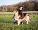Собаки в Москве: Валли  - слепой пёсик в добрые руки Мальчик, Бесплатно - фото 9