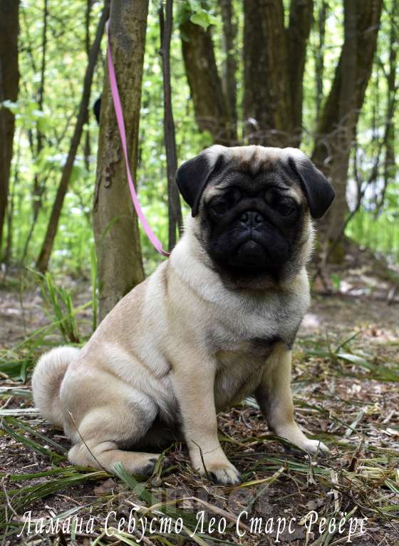Собаки в Москве: Брутальный пирожок Мальчик, 100 000 руб. - фото 4