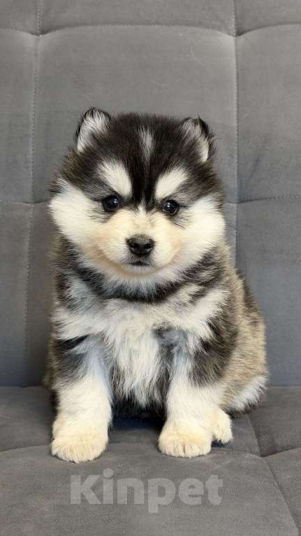 Собаки в Санкт-Петербурге: Мальчик помски Мальчик, 50 000 руб. - фото 4