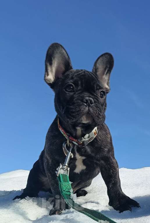 Собаки в Москве: Джеф мальчик тигровый Мальчик, 45 000 руб. - фото 1