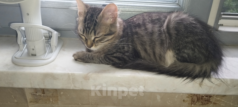 Кошки в Москве: Котята в добрые руки Разнополые, Бесплатно - фото 1