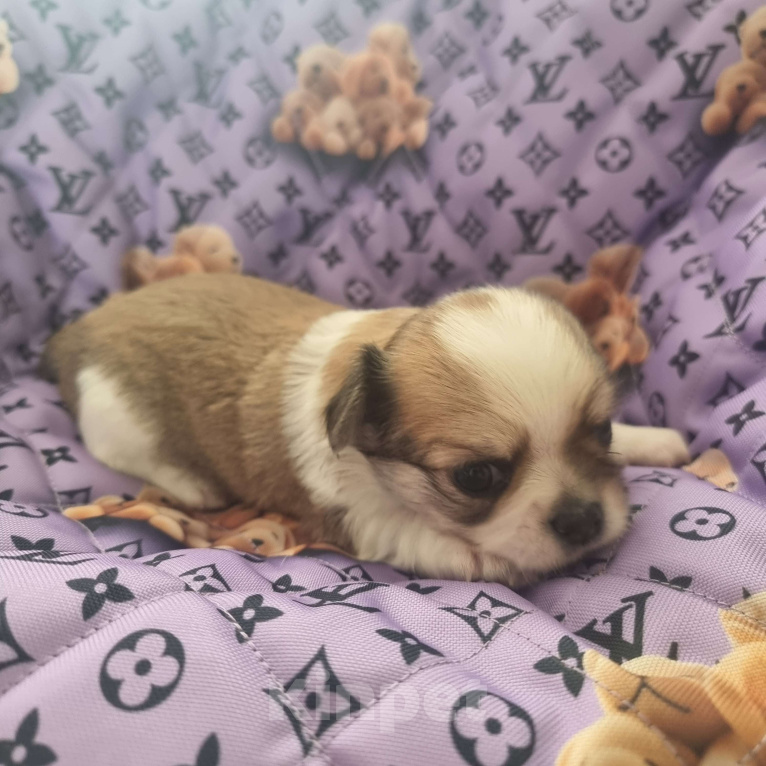 Собаки в Калининграде: Щенок Чихуахуа д/ш, мальчик Мальчик, Бесплатно - фото 5