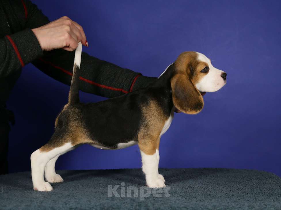 Собаки в Москве: Щенки бигль п-к Кара Урус Разнополые, 50 000 руб. - фото 1