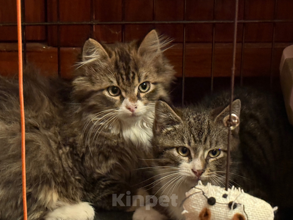 Кошки в Санкт-Петербурге: Котенок в добрые руки Мальчик, Бесплатно - фото 7